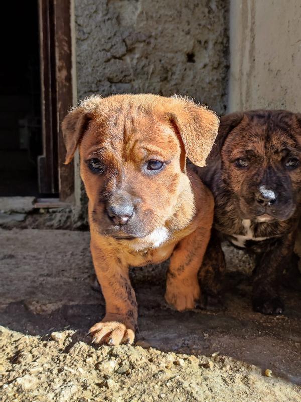 Cuccioli incrocio Corso Foto 4